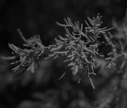 Macro Pines