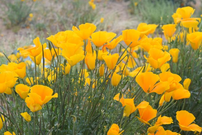 Poppy Super bloom Golden Valley Arizona